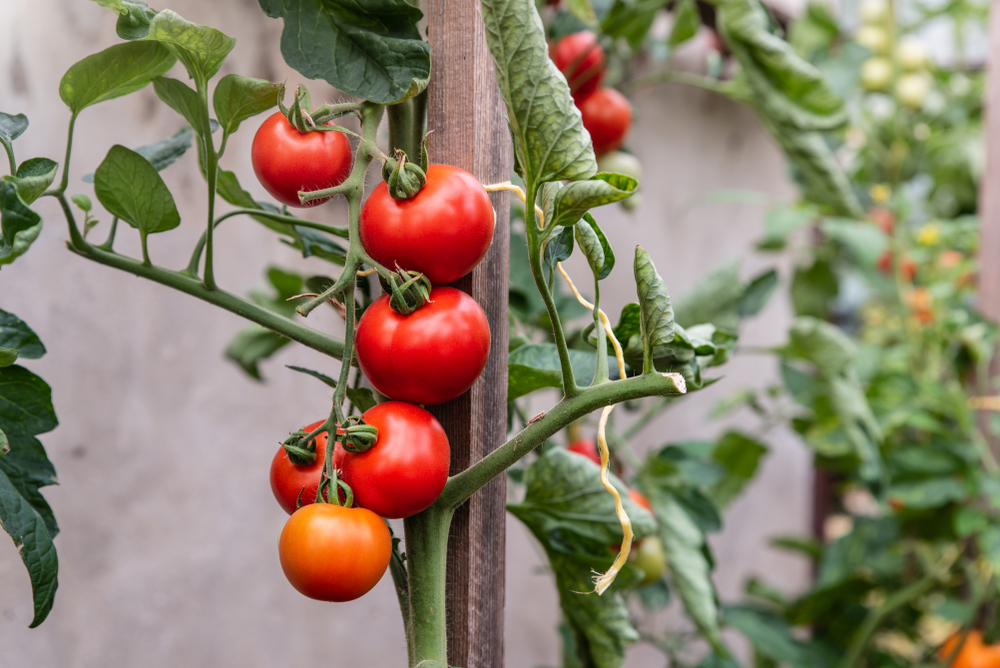 Faire mûrir tomates sur pied