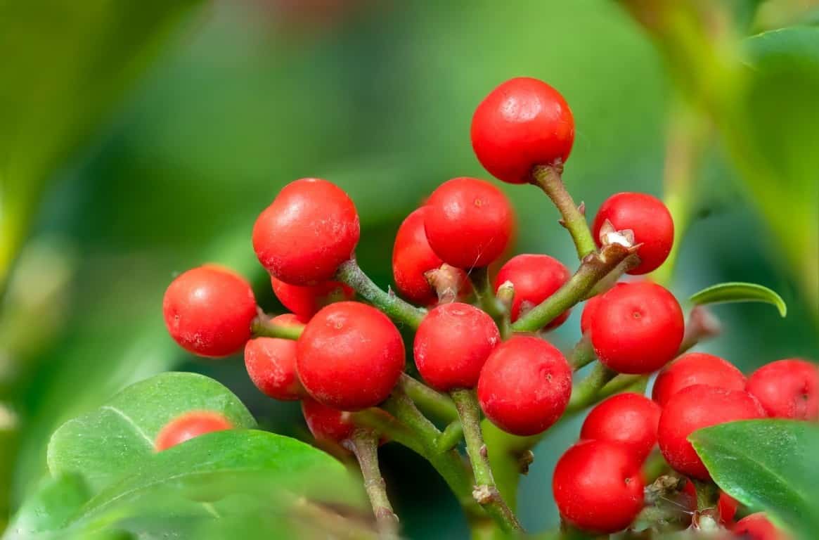 Gaultheria procumbens gaultherie couchee huile essentielle